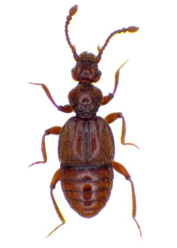 Réf. 338 035 : Trichonyx sulcicollis